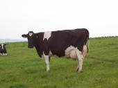 Arabis side on... a great cow!