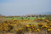 Masses of gorse and cows.....