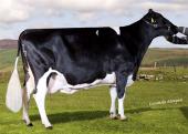  T57  Sandisfarne Terracotta Arabis Ex94(9) LP140 PLI 72 . G/Dam of 3  generation LP100  cows