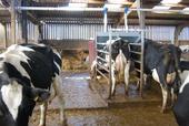 Out of parlour feeders in action!