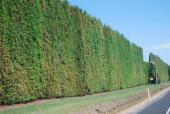 Very tall hedges for protecting vines and fruit