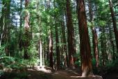 Whakarewarewa Forest and the giant californian redwoods