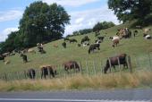 Crossbreds grazing