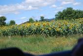 Sunflowers sunning themselves
