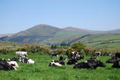 YET MORE COWS AND HILLS!
