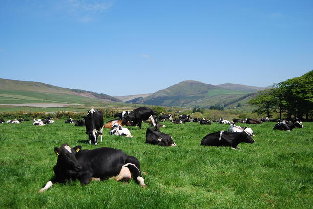 HILLS AND COWS ...