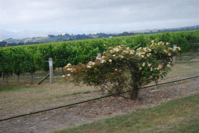 Rose planted by the vines, to show first signs of disease, Marlborough, South Island