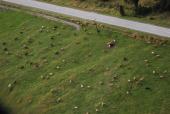 Cows from above