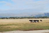 Huge numbers of cows at pasture