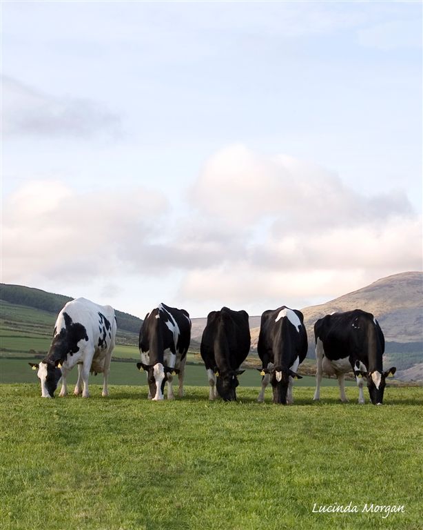 HUKI Journal Cover June 08, a selection from our LP100 tonne cows-well those who were standing correctly!!