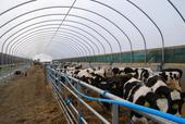 New polytunnel for youngstock in operation Jan 2011