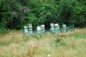 One of many sets of bee hives seen around New Zealand